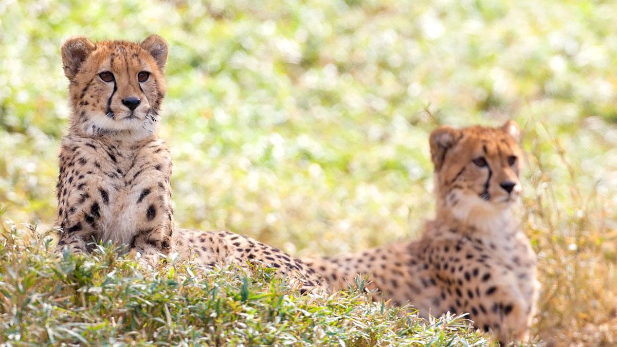 ラグビーポジションを動物で例えました